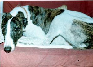 10498644_1136305956386607_7274857891299181807_o