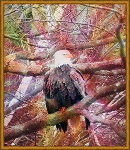 12565594_10205874961178474_465394457647121809_n (4)